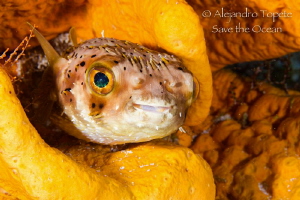 In the orange by Alejandro Topete 